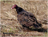 Turkey Vulture