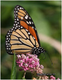 <h5><big>Monarch-Male<br></big><em>Danaus plexippus</h5></em>