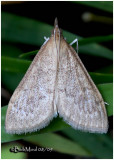 <h5><big>Dogbane Saucrobotys Moth<br></big><em>Saucrobotys futilalis #4936</h5></em>