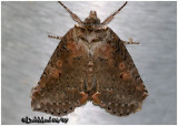 <h5><big>Tufted Thyatirin Moth<br></big><em>Pseudothyatira cymatophoroides #6237</h5></em>
