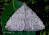 <h5><big>Grayish Zanclognatha</big><BR><em>Zanclognatha pedipilalis #8348</h5></em>