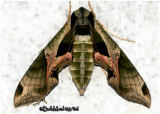 Pandorus Sphinx Moth Eumorpha pandorus #7859