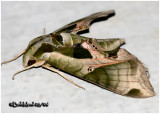 <h5><big>Pandorus Sphinx Moth <br></big><em>Eumorpha pandorus #7859</h5></em>