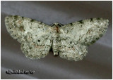 <h5><big>Texas Gray Moth<br></big><em>Glenoides texanaria #6443</h5></em>