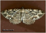 <h5><big>Barberry Geometer Moth<br></big><em>Coryphista meadii #7290</h5></em>