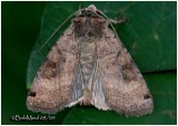 <h5><big>Smiths Dart Moth<br></big><em>Xestia smithii #10944</h5></em>