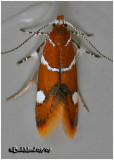 <h5><big>Suzukis Promolactis Moth<br></big><em>Promalactis suzukiella #1047.1</h5></em>