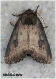 <h5><big>Iris Borer Moth<br></big><em>Macronoctua onusta #9452</h5></em>