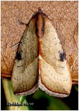 <h5><big>The Wedgeling<br></big><em>Galgula partita #9688</h5></em>