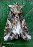 <h5><big>Yellow-striped Armyworm Moth<br></big><em>Spodoptera ornithogalli #9669</h5></em>