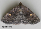 <h5><big>Common Idia Moth<br></big><em>Idia aemula #8323</h5></em>
