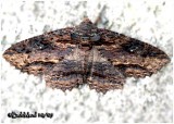 <h5><big>Lunate Zale Moth <br></big><em>Zale lunata #8689</h5></em>