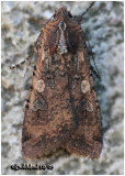 <h5><big>Pearly Underwing Moth<br></big><em>Peridroma saucia #10915</h5></em>