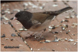 Dark-eyed Junco Male-Oregon Race