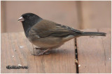 Dark-eyed Junco Male-Oregon Race