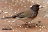 Dark-eyed Junco Male-Oregon Race