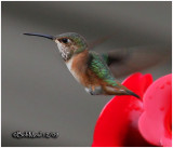 Allens Hummingbird-Female-PA STATE RECORD