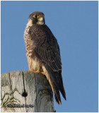 Peregrine Falcon-Juvenile