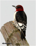 Red-headed Woodpecker-Juvenile