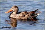 Northern Shoveler-Female