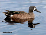 Blue-winged Teal-Male