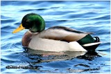 Mallard Drake