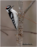 Downy Woodpecker-Male