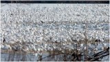 Snow Geese