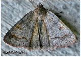 <h5><big>Common Oak Moth<br></big><em>Phoberia atomaris #8591</h5></em>