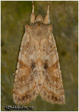 <h5><big>Nameless Pinion Moth<br></big><em>Lithophane innominata #9888</h5></em>