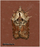 <h5><big> Acleris hastiana Moth<br></big><em> Acleris hastiana #3531(variation)</h5></