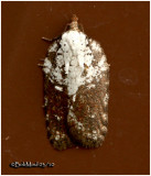 <h5><big> Acleris hastiana Moth<br></big><em> Acleris hastiana #3531(variation)</h5></em>
