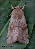 <h5><big>Speckled Green Fruitworm Moth<br></big><em>Orthosia hibisci #10495</h5></em>