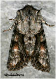 <h5><big>Distinct Quaker Moth<br></big><em>Achatia distincta  #10518</h5></em>