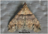 <h5><big>Ambiguous Moth-Male<BR></big><em>Lascoria ambigualis #8393</h5></em>