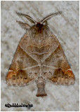 <h5><big>Angle-lined Prominent Moth<br></big><em>Clostera inclusa #7896</h5></em>