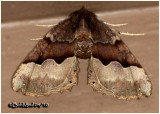 <h5><big>Honest Pero Moth<br></big><em>Pero honestaria #6753</h5></em>