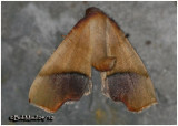 Straight-lined Plagodis MothPlagodis phlogosaria #6842