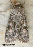 <h5><big>Distinct Quaker Moth<br></big><em>Achatia distincta  #10518</h5></em>