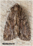 <h5><big>Confused Woodgrain Moth<br></big><em>Morrisonia confusa #10521</h5></em>