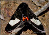 <h5><big>Grapevine Epimenis Moth<br></big><em>Psychomorpha epimenis #9309</h5></em>