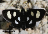 <h5><big>Eight Spotted Forester Moth<br></big><em>Alypia octomaculata #9314</h5></em>