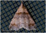 <h5><big>Ambiguous Moth-Female<BR></big><em>Lascoria ambigualis #8393</h5></em>