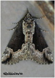 <h5><big>Baltimore Bomolocha Moth<br></big><em>Hypena baltimoralis #8442 </h5></em>