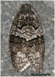 <h5><big>Gray Leafroller Moth<br></big><em>Syndemis afflictana #3672</h5></em>