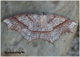 Oak Besma Moth-FemaleBesma quercivoraria #6885