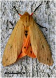 <h5><big>Isabella Tiger Moth <BR> Moth <br></big><em>Pyrrharctia isabella #8129</h5></em>