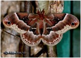 <h5><big>Promethea Moth-Female<br></big><em>Callosamia promethea #7764</h5></em>