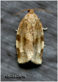 <h5><big>Broken-banded Leafroller Moth<br></big><em>Choristoneura fractivittana  #3632</h5></em>