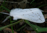 <h5><big>Agreeable Tiger Moth <br></big><em>Spilosoma congrua #8134</h5></em>
